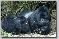 Bilder der Gorilla-Familie Hirwa