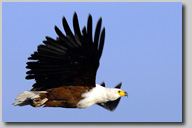 zur Fotogalerie Caprivi, Chobe-NP und Chobe Fluss